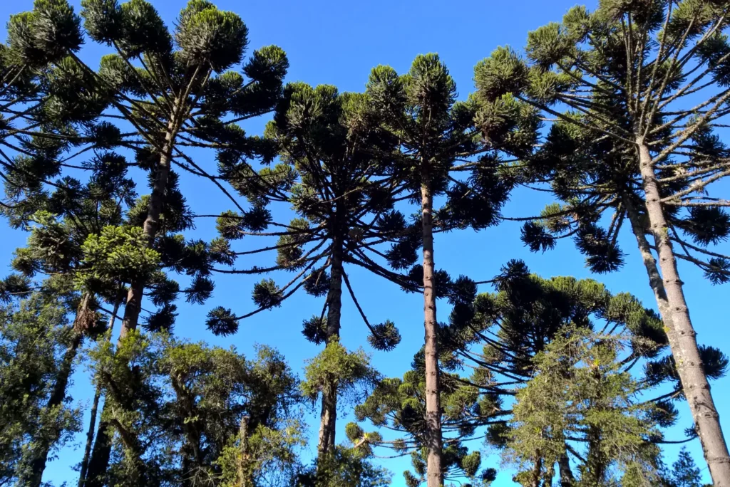 Árvores de Curitiba: A Importância da Arborização - Araucária (Araucaria angustifolia)