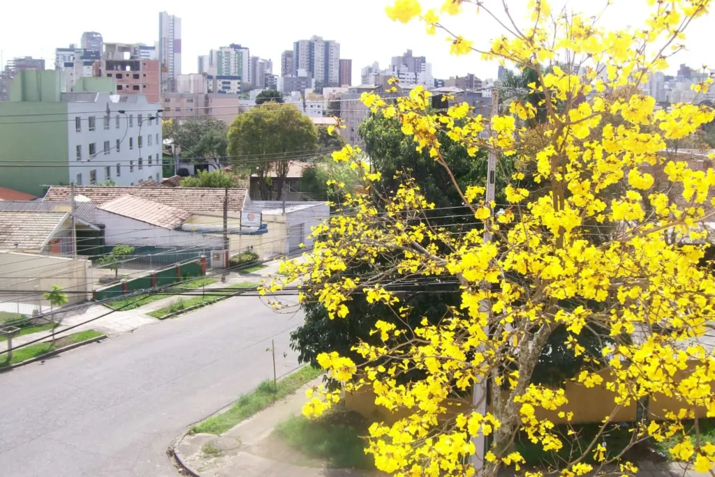 Árvores de Curitiba: Ipê (Handroanthus spp.) - Foto de Julio Cesar B Carvalho