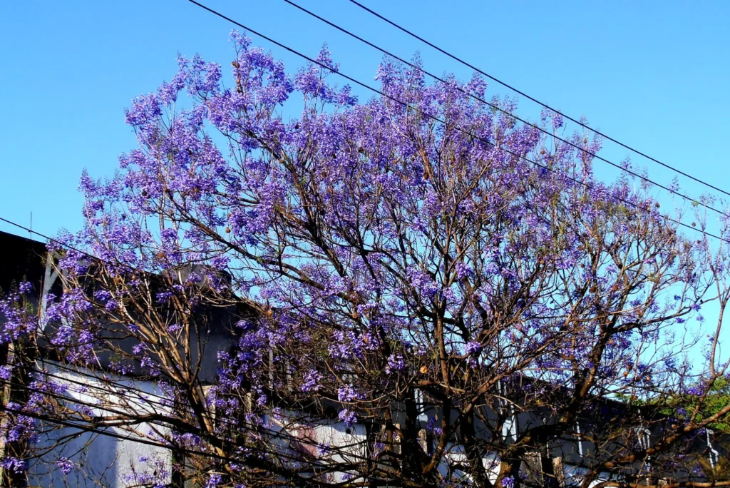 Árvores de Curitiba: Jacarandá-mimoso (Jacaranda mimosifolia) - Foto de ZilioBRCanon