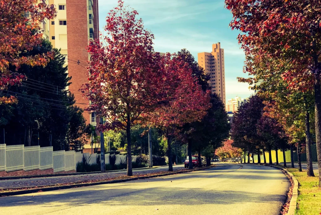 Árvores de Curitiba: Plátano (Platanus spp.) - Foto de Aurélio L. Rodrigues