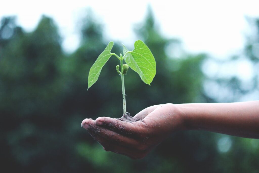 Curitiba Sustentável: O Despertar da Consciência Ambiental - Foto de Akil  Mazumder: https://www.pexels.com/pt-br/foto/pessoa-segurando-uma-planta-verde-1072824/
